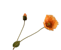 Klaproossteel l74cm oranje