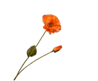 Klaproostak l74cm oranje