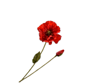 Klaproostak l74cm rood