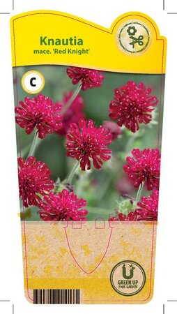 Knautia mac. 'Red Knight'