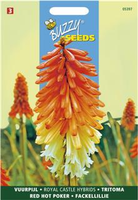 Kniphofia royal castle hybr. 0.75g - afbeelding 3