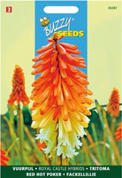 Kniphofia royal castle hybr. 0.75g - afbeelding 4