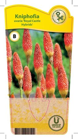 Kniphofia u. 'Royal Castle Hybrids'