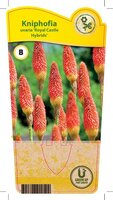 Kniphofia u. 'Royal Castle Hybrids'