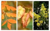 Koelreuteria paniculata