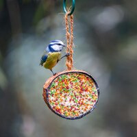 Kokosnoot feest - afbeelding 2