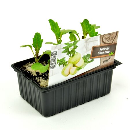 Koolrabi - afbeelding 1