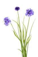 Korenbloem/grassteel l70cm paars