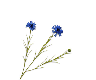 Korenbloemsteel l65cm blauw