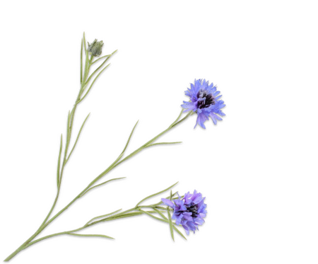 Korenbloemsteel l65cm blauw