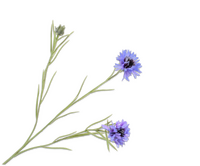 Korenbloemsteel l65cm blauw