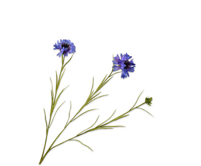 Korenbloemsteel l65cm lila/paars