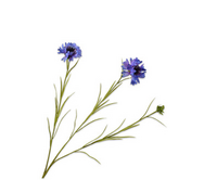 Korenbloemsteel l65cm lila/paars