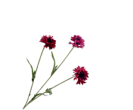 Korenbloemsteel l69cm beauty