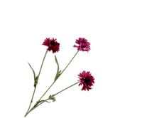 Korenbloemsteel l69cm beauty