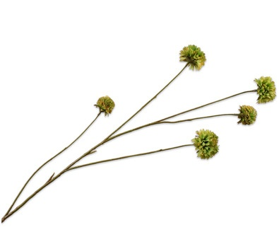 Korenbloemtak l91cm groen