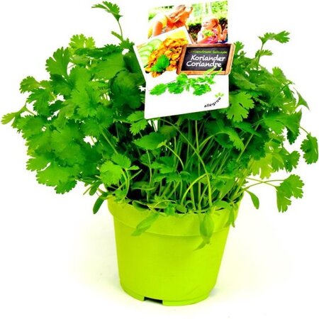 Koriander