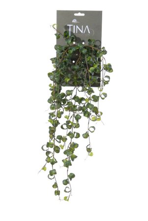 Krulficus hanger l50cm groen hanger (Zijde-plant)
