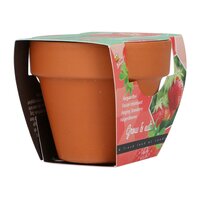 Kweekset groeicadeau aardbei - afbeelding 2