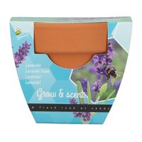 Kweekset groeicadeau lavendel