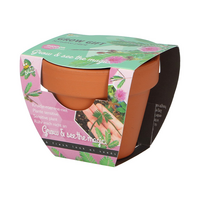 Kweekset groeicadeau mimosa