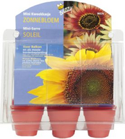 Kweekset kasje zonnebloemen - afbeelding 3