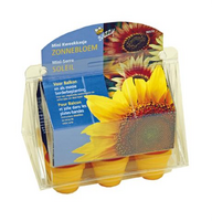 Kweekset kasje zonnebloemen - afbeelding 2