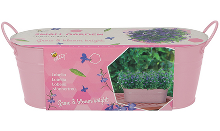 Kweekset teil loyal lobelia