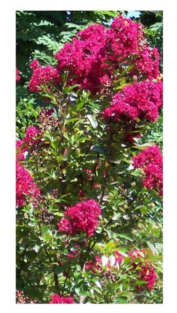 Lagerstroemia i. 'Red Imperator'