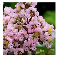Lagerstroemia 'Rhapsody in Pink'