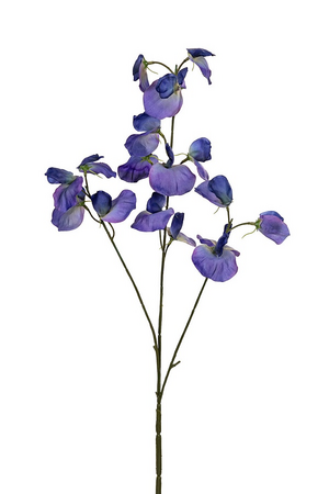 Lathyrus l73cm paars