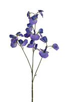 Lathyrus l73cm paars