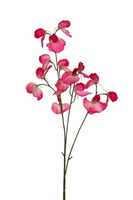 Lathyrus l73cm roze