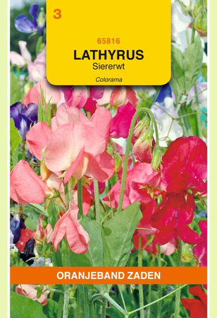 Lathyrus odoratus colorama mix 5g - afbeelding 1