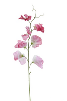 Lathyrussteel l50cm donkerroze