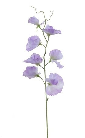 Lathyrussteel l50cm lila