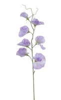 Lathyrussteel l50cm lila