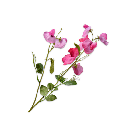 Lathyrussteel l61cm beauty