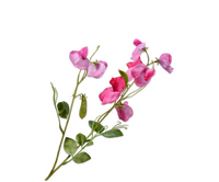 Lathyrussteel l61cm beauty