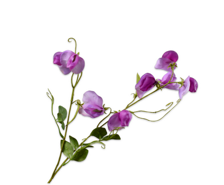 Lathyrussteel l61cm paars