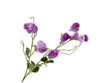 Lathyrussteel l61cm paars