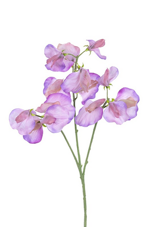 Lathyrussteel l68cm paars