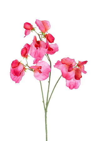 Lathyrussteel l68cm roze