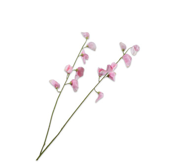 Lathyrussteel l89cm lichtroze