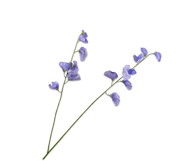 Lathyrussteel l89cm lila