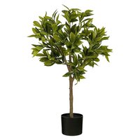 Laurierboom d25h90cm groen
