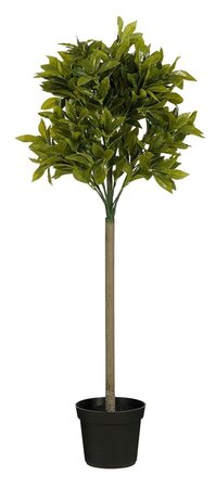 Laurierboom d40h120cm groen