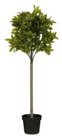 Laurierboom d40h120cm groen