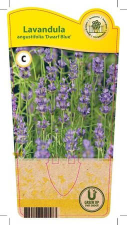 Lavandula ang. 'Dwarf Blue'