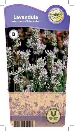 Lavandula ang. 'Edelweiss'
